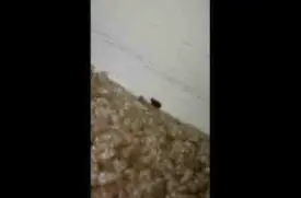 Pebble Brooke Apartments