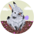 Amir Rabbit (JellyRabbit)